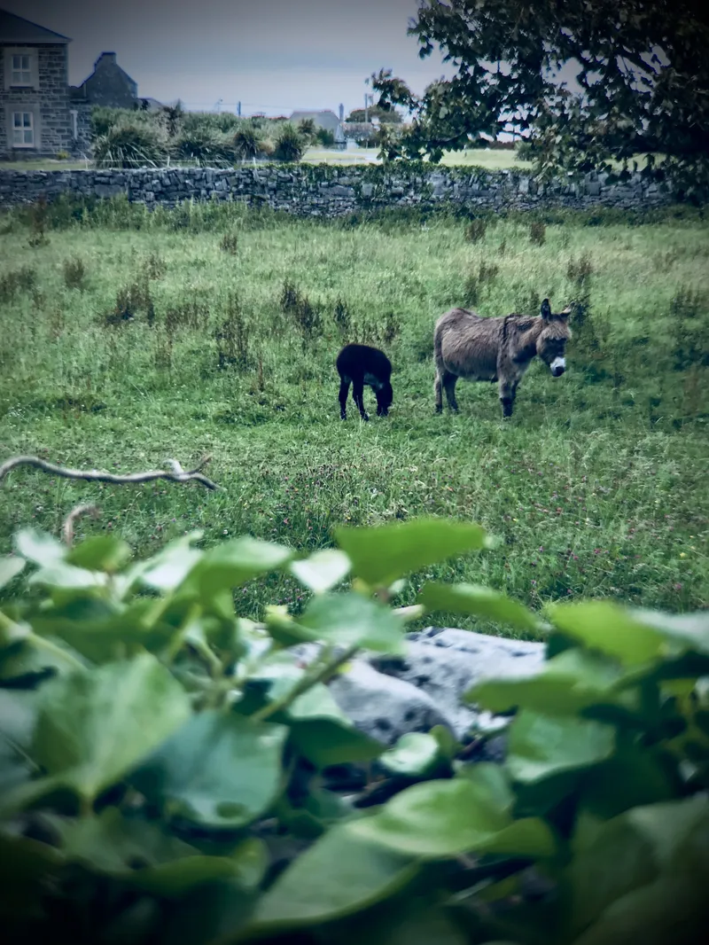 Galway and the Aran Islands, photograph 15 of 15