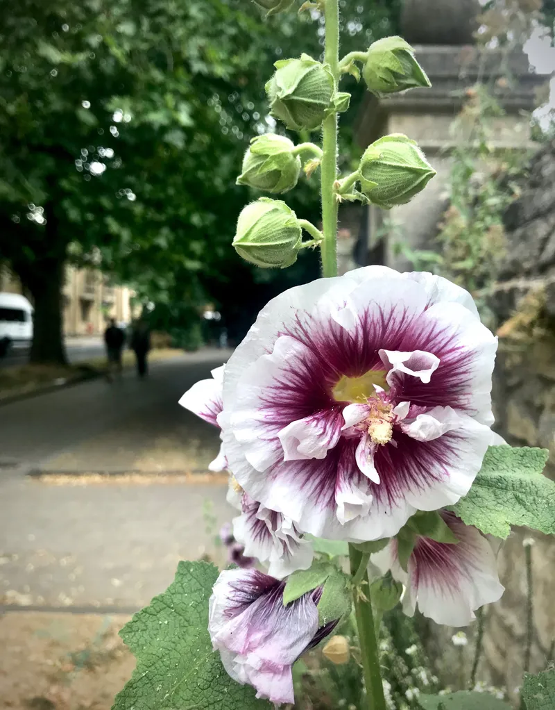 Oxford, photograph 20 of 28