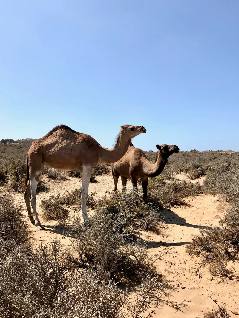 Morocco Part 1, photograph 27 of 31